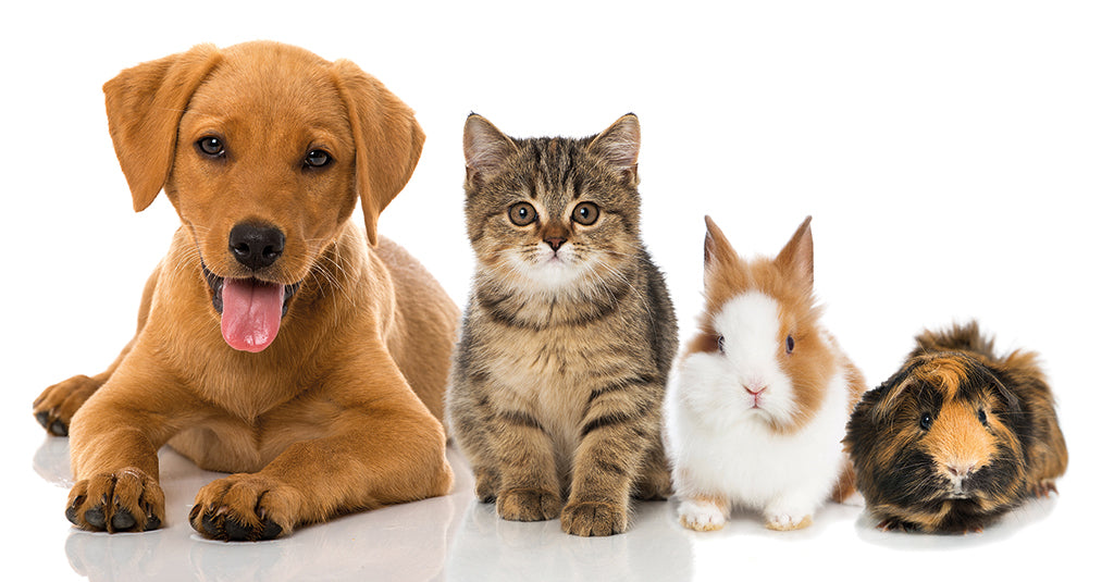 Pet Supplies
